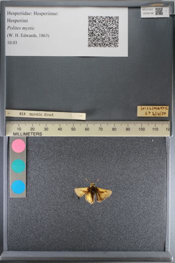 Media type: image;   Entomology 206196